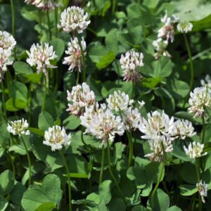 Clover