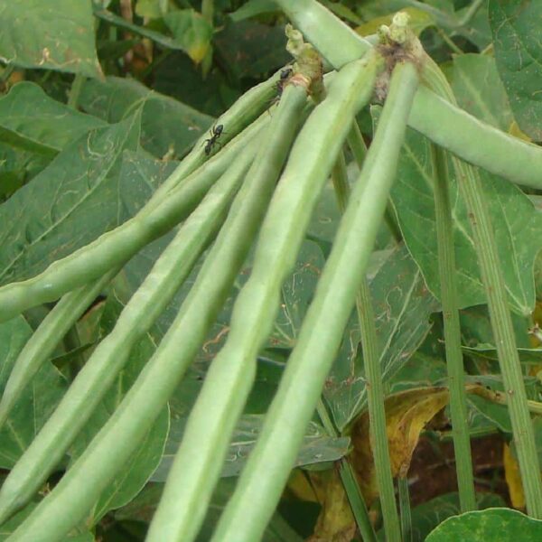 Cow Peas